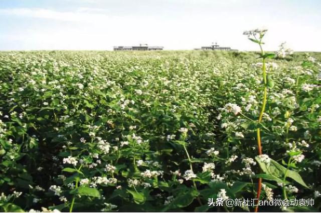 牛票讯息：70年破茧蝶变，通辽以现代农牧业构筑内蒙“粮仓肉库”