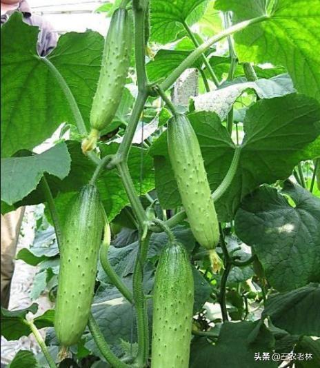 黄瓜喷醋的最佳时间，什么时候多久喷醋最好？掌握正确方法可高产