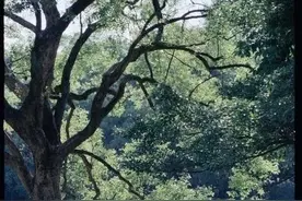 树犹如此，人何以堪图片