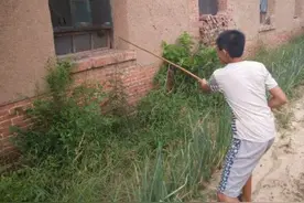 一棍子把马蜂窝捅下来，被蛰得抱头鼠窜，一群小孩个个哭爹喊娘图片