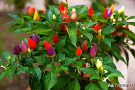 怎样在阳台上，种植出漂亮的七彩椒？一学就会的方法，来试试？图片