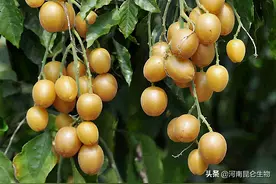 黄皮专用肥哪家好？黄皮用什么叶面肥产量高？黄皮膨果用什么肥料图片