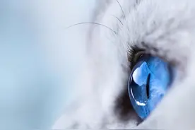 猫咪的眼睛里有星辰大海图片