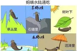 活体蚂蟥在男孩体内生存一年多，蚂蟥曾被用于放血疗法？图片