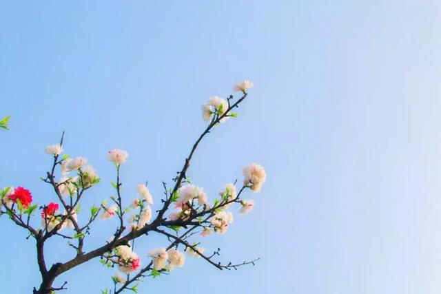 26个春天的成语,原来都出自诗词