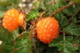 秦岭山区几种常见的悬钩子属野生水果，你认识吗？图片
