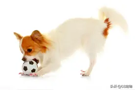 球会让狗疯狂，甚至会让狗死亡图片