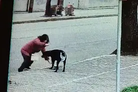 导盲犬“尿”在哪儿都不行：是狗的问题，还是人的问题？图片