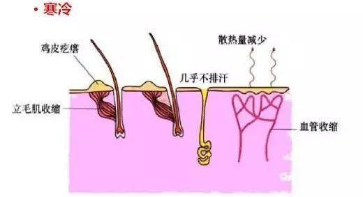 为什么人紧张会起鸡皮疙瘩
