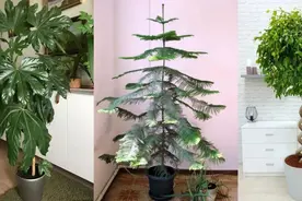 特别受欢迎的9种室内大型绿植，要根据自己的环境选择品种图片