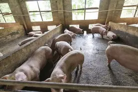 建立一个千头养猪场需要多少钱？农民为您计算账目图片