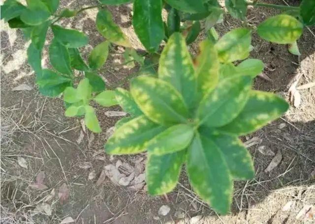 妞嶇墿缂虹礌鍘熷洜鍙婄己绱犵棁鐘跺鐓ц〃