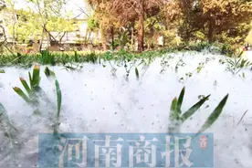 郑州又到“飞絮时间”，啥时候能告别“白毛毛”？市园林局给出时间了图片