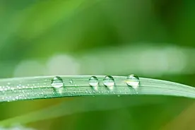 秋日里的思念：凉风起往事吹散，寒雨落相思一片图片