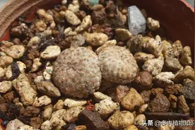 月界属大集合，多肉植物科普图鉴图片