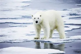 北极海冰减少，影响的不仅仅是北极熊的家……图片