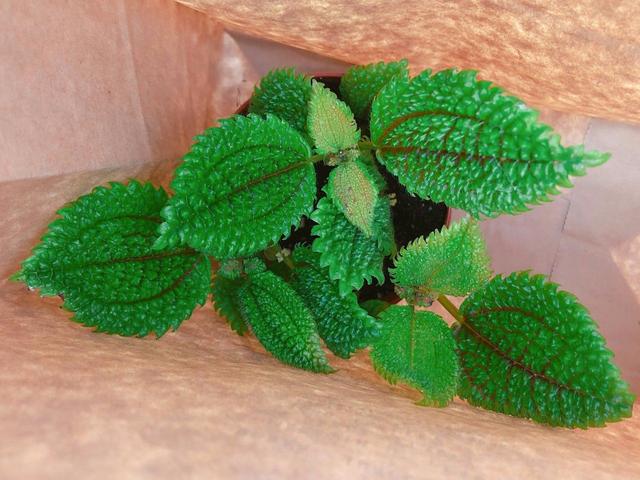 养在阴凉潮湿处的皱叶冷水花，小众的观叶植物，适合养成室内盆栽