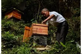 山区老人养50群蜜蜂，今年产蜂蜜3000多斤收入30多万，真是土豪图片