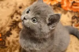 可爱的小奶猫图片