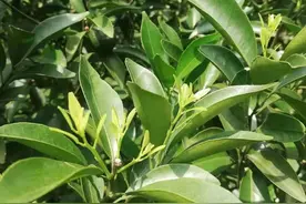 最佳控梢保果方案出炉，简单易学！内附多种控夏梢方式比较图片