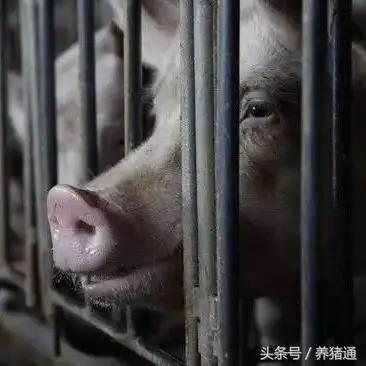 老兽医说是药三分毒！猪场要注意这些兽药的配伍禁忌