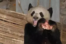 你熟悉的素食动物其实也吃肉图片
