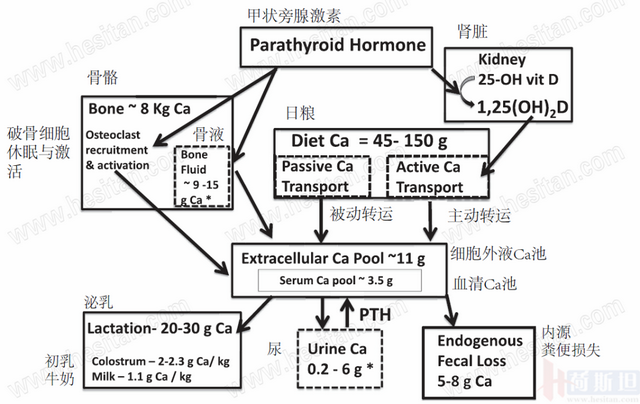 张廷青：如何正确诊疗防奶牛血钙紊乱？