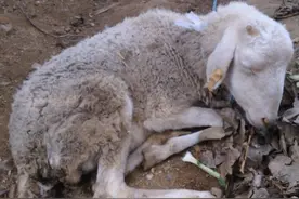 羊拉肚子用什么药？羊拉肚子吃什么药最好？这些常用药要记好图片