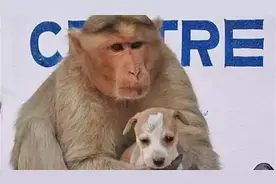 印度猴子收养了一只狗，把它当孩子养大，事迹感动了整个世界！视频封面