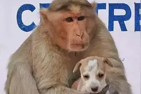印度猴子收养了一只狗，把它当孩子养大，事迹感动了整个世界！视频封面