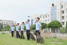 54只淘汰警犬顺利“再就业”，全员身价300多万图片