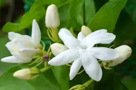 不会养茉莉花，教你3个“小诀窍”，花开得又多又香，枝繁叶茂图片