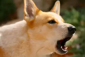 狗狗不同叫声的含义，你了解多少图片