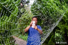 一夜间，蜘蛛在小区织了张网，直径两米，上面挂有万颗雨滴似珍珠图片