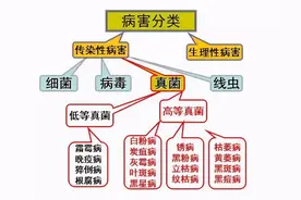蔬菜真菌、细菌、病毒、生理性病害如何区分和防治图片