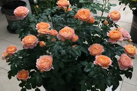 适合新手养的盆栽月季，每个月都开花，好看又好养，你值得拥有图片