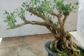 家里养了3种花，没几年变成老桩，茎秆粗壮开花香喷喷图片
