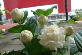 虎头茉莉，虽然养护有难度，但是做好这几点，也能开出“牡丹花”图片