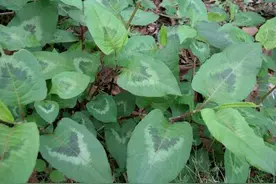 野外踏青，若看到这种野草，别嫌弃，可以带回家，泡茶饮好处多图片