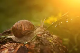 值得收藏！知道了这100个冷知识，与人聊天就有话题啦图片