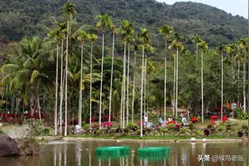 一方水土养育一方虫？三亚槟榔虫来去神秘咬人没商量 我该怎么对付图片