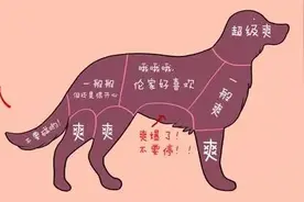 狗狗喜欢被摸这5个部位，是信任主人的表现，这样摸或许会更舒服图片