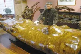 我国唯一一颗降龙树，存活了250万年，日本曾出资1亿打算购买图片