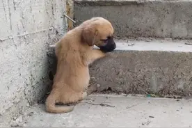 流浪小狗被狗咬伤，趴在石梯上等死，女子不做冷漠人，没有跨过去图片