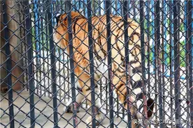 安徽一动物园老虎咬死饲养员，分析国内6起同类事件，发现5条规律图片