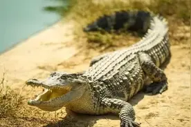 放生外来鳄鱼？长江南京段出现暹罗鳄，钓友：都不敢钓鱼了图片