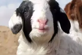 吃草药、喝泉水，什么样的羊能被称为天下第一？图片