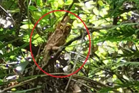 仙居括苍山省级自然保护区发现珍稀鸟类图片