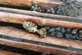 羊粪便出现白色点点那是蠕虫羊该驱虫了图片