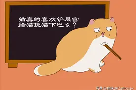 给猫挠猫下巴，猫真会开心么图片